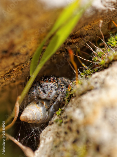 Araignée Saltique photo