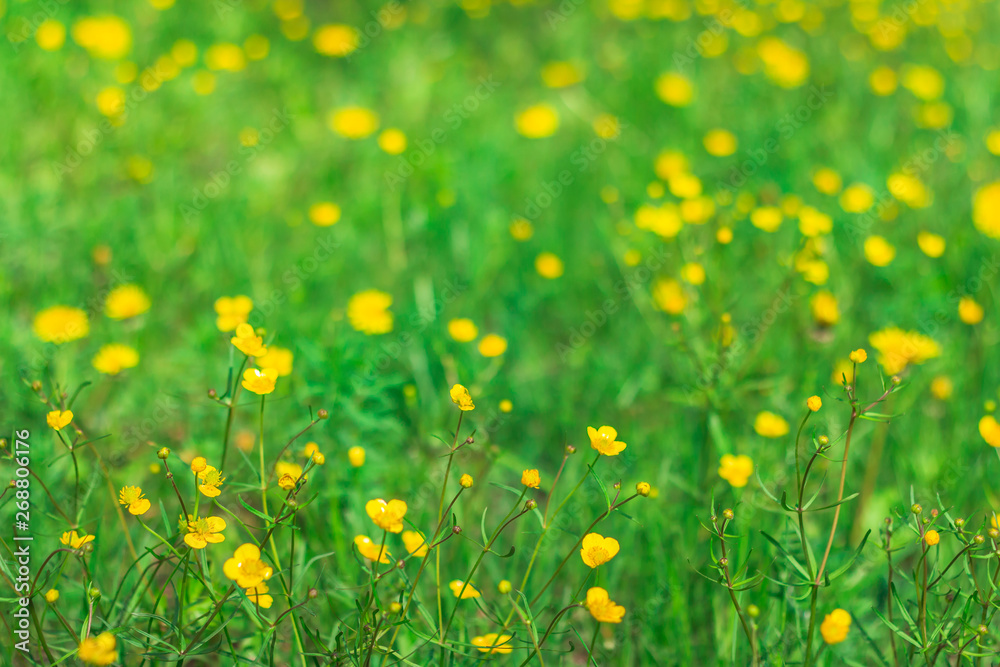 Fototapeta premium Yellow little flowers on the green lawn