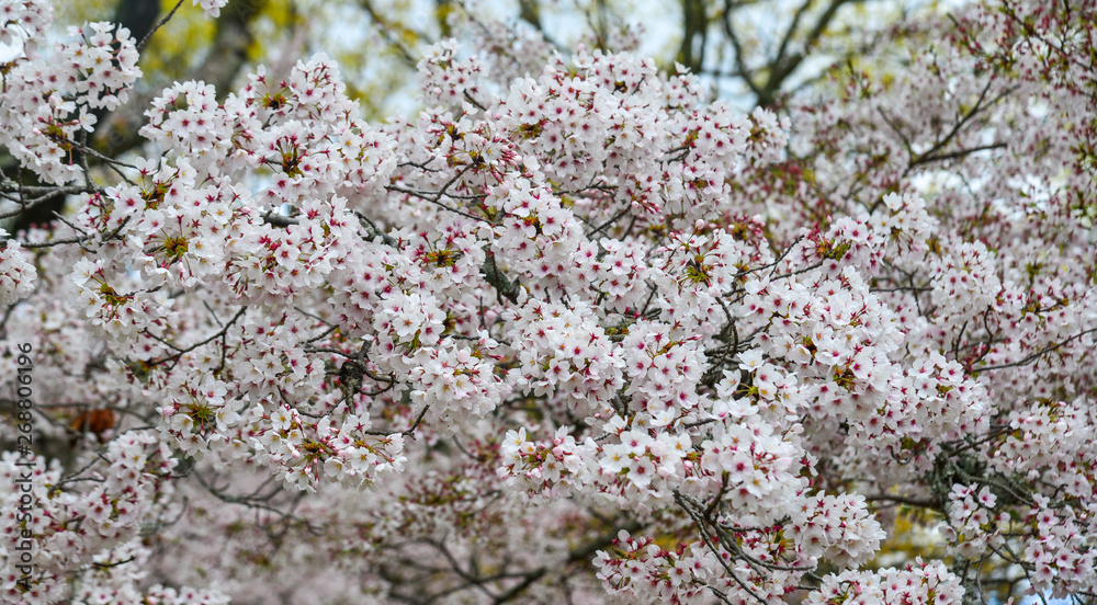 Cherry trees and flowers in Nara Park