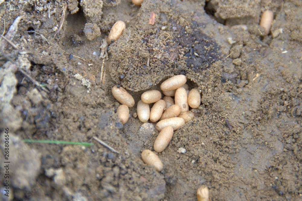 oeufs de fourmis au stade de larves et de cocons oeufs de fourmis au stade de larves et de cocons