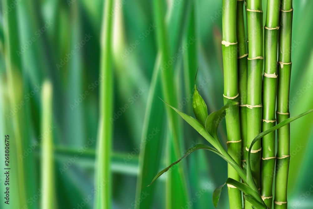 Many bamboo stalks on white background Many bamboo stalks on white background