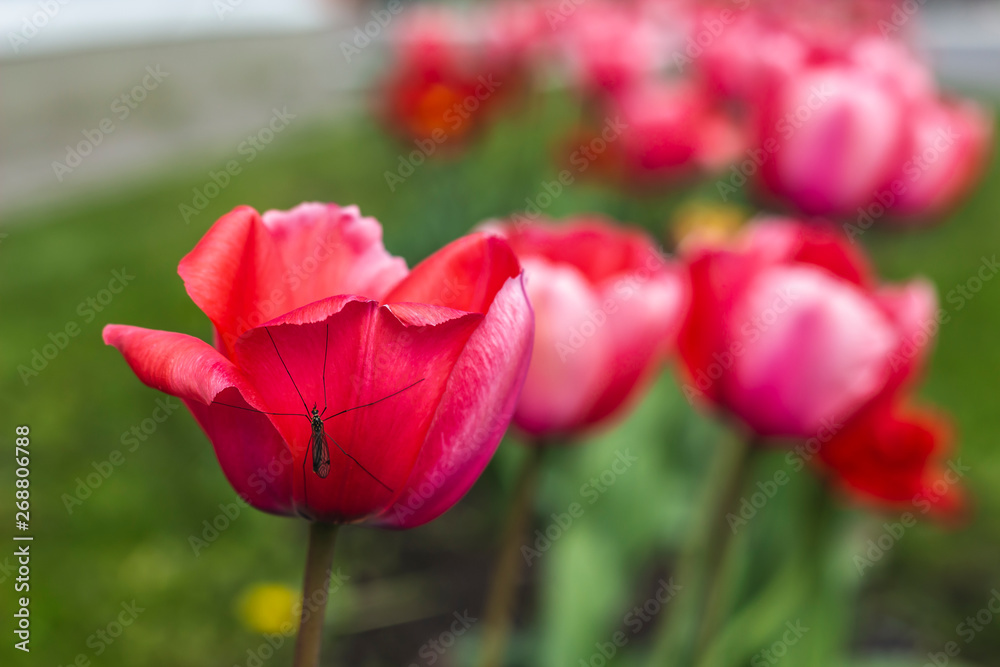 The girl walks on the green, well-groomed city. Flower beds and flowers The girl walks on the green, well-groomed city. Flower beds and flowers