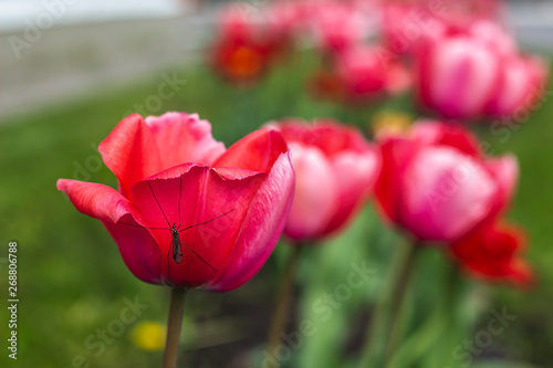  The girl walks on the green, well-groomed city. Flower beds and flowers