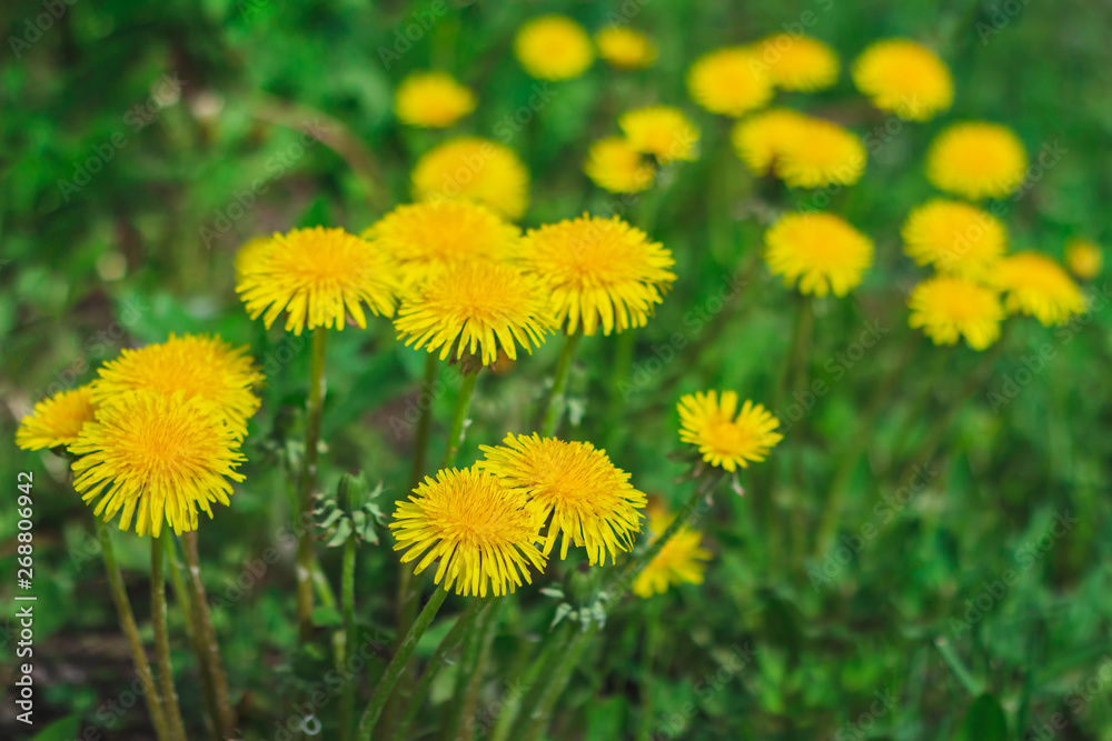 Dandelions in a dark treatment in the meadow Dandelions in a dark treatment in the meadow