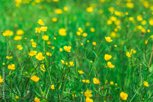 Yellow little flowers on the green lawn