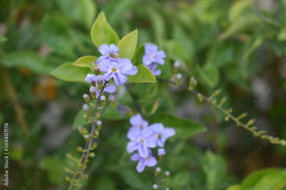 Color of Nature Color of Nature