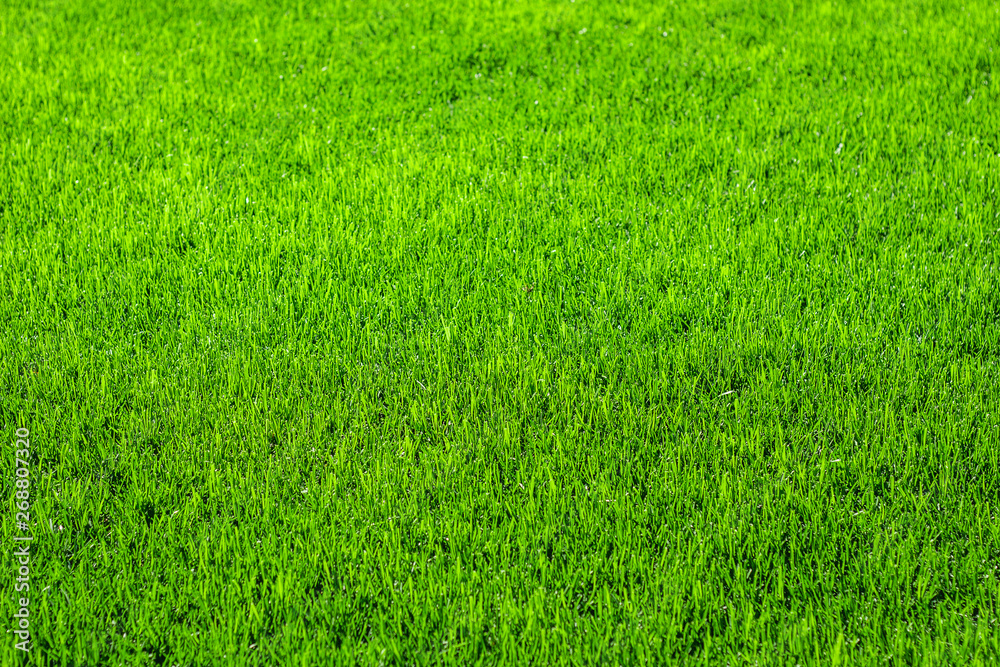 Fototapeta Green, bright, beautiful lawn at home