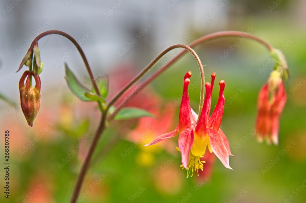 Obraz premium Columbine