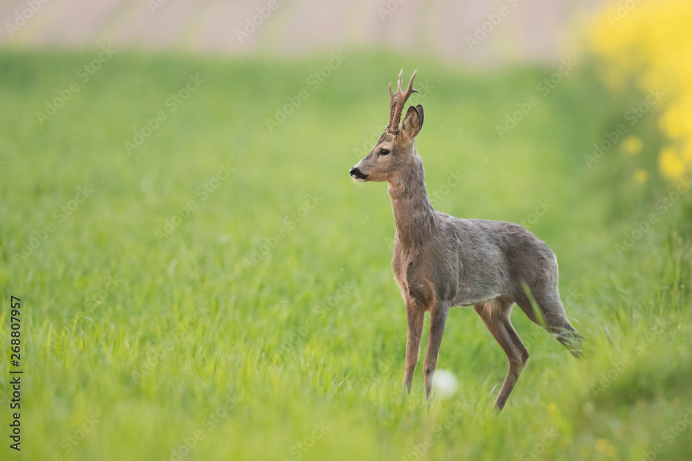 Roebuck - buck (Capreolus capreolus) Roe deer - goat Roebuck - buck (Capreolus capreolus) Roe deer - goat