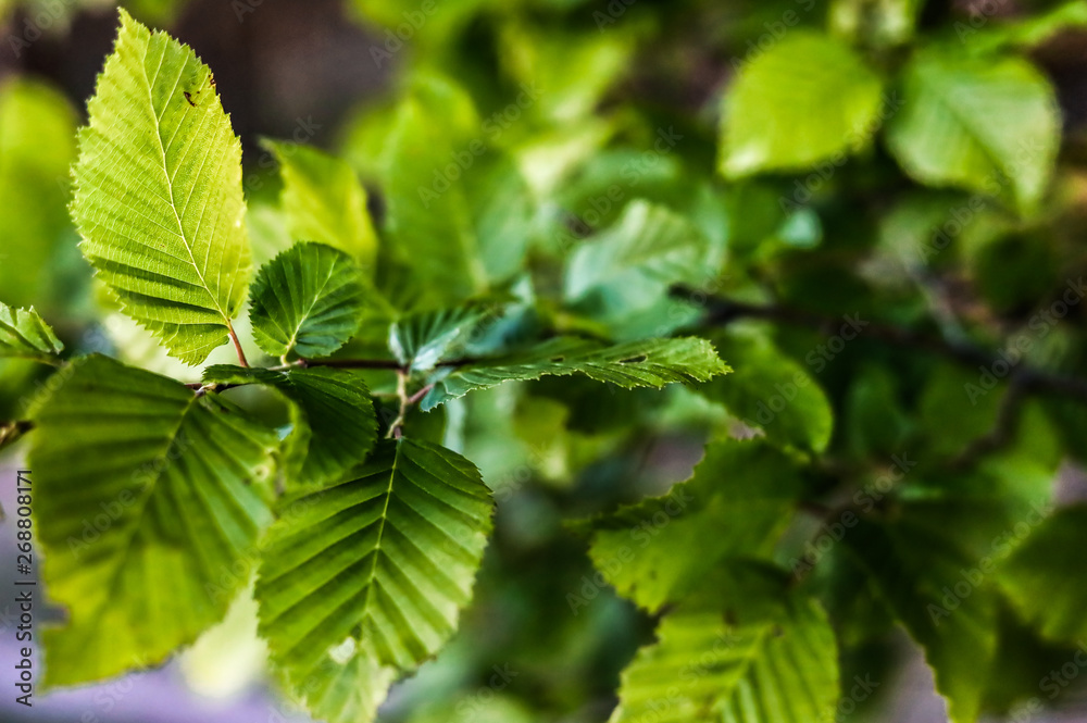 green leaves of a tree