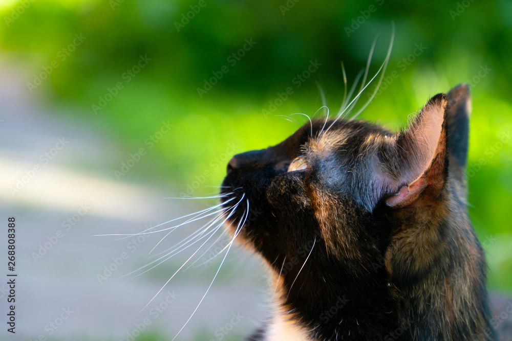 A tricolor cat with green eyes and a white mustache looks up blissfully. In the coloration of black, white and orange. Green-gray background, divided diagonally. A tricolor cat with green eyes and a white mustache looks up blissfully. In the coloration of black, white and orange. Green-gray background, divided diagonally.