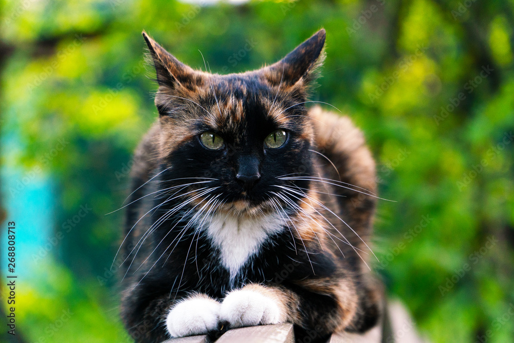 Tri-colored street cat is sitting on the bench, and its ears are looking forward. In the colour black white and red colors and a white mustache.