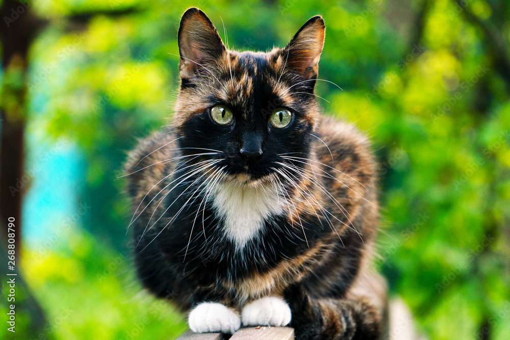 A tricolor street cat sits on a bench, elegantly folded, and looks forward. In the colour black white and red colors and a white mustache and white paws.
