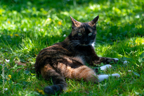 Tricolor cat lying on the grass and looks carefully spreading his ears in different directions. In the coloration of black, white and orange, eyes green.