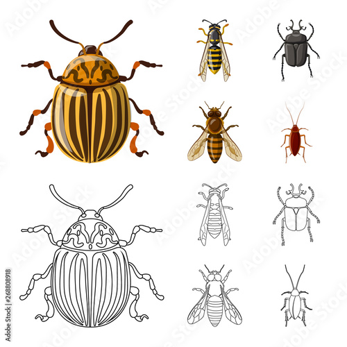 Vector illustration of insect and fly symbol. Set of insect and element stock symbol for web.