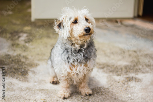 a dog with long hair sitting