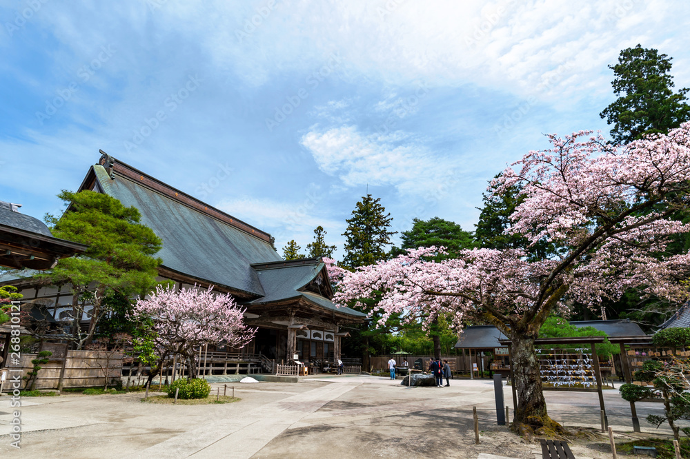 【岩手平泉】桜満開の中尊寺本堂