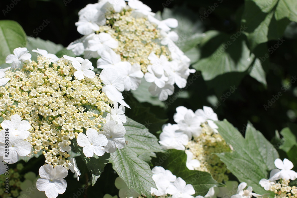 Blooming viburnum tree, color photo Blooming viburnum tree, color photo