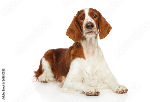Obraz na płótnie Welsh Springer Spaniel dog