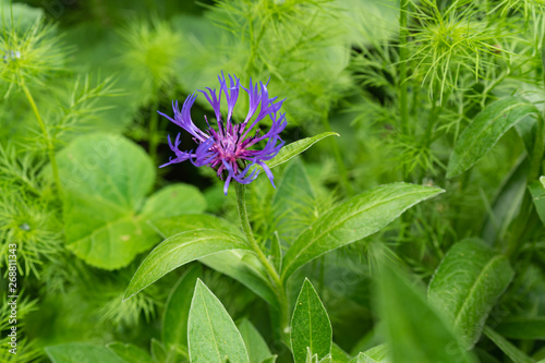Beautiful blue flower in front of many green leaves