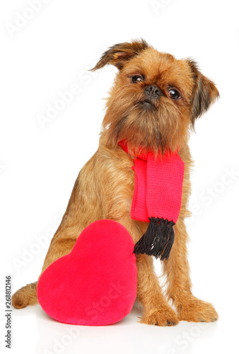 Brussels griffon in scarf and with festive red heart photo