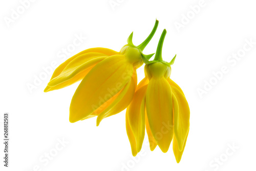 Bhandari flower (Artabotrys siamensis)
