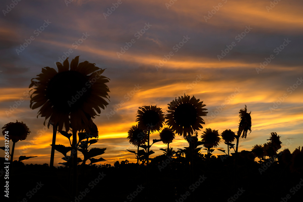 Naklejka premium Silhouette of sunflower with twilight sky.