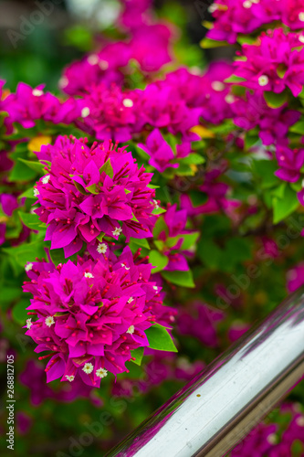 Photographie colorful blooming bougainvilleas in garden.