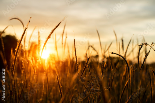 The flower grass with blur background
