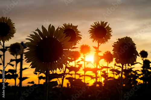 Silhouette of sunflower with twilight sky.