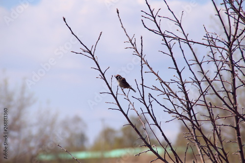 Sparrow on the tree