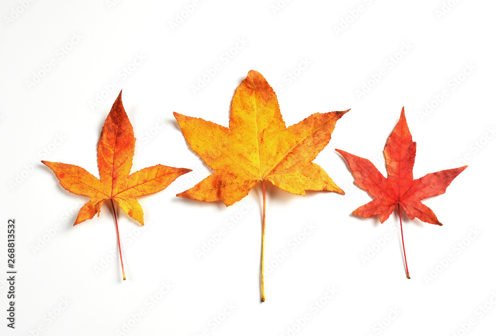 Set of leaves on white background Set of leaves on white background