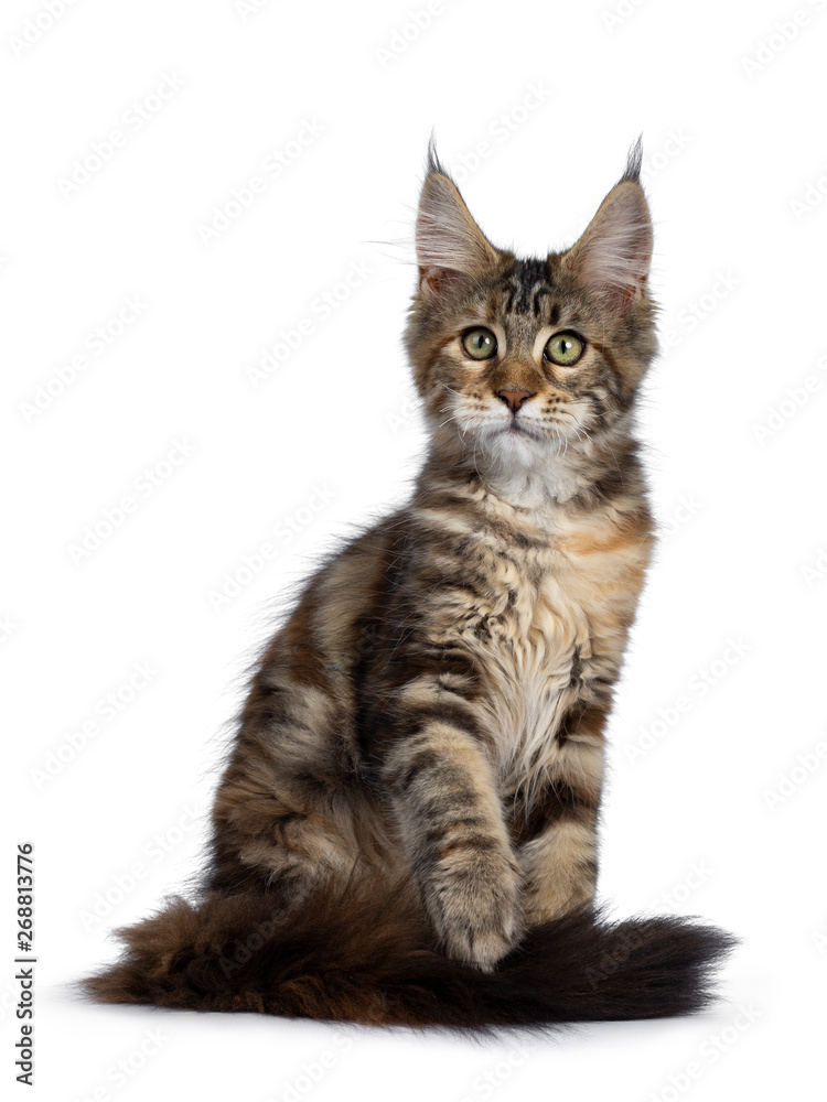 Cute tortie Maine Coon cat kitten sitting side ways. Looking beside lens with mesmerizing green eyes. Isolated on white background. Tail around body and one paw lifted.