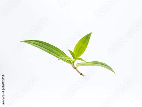 An unfolding young leaf on a white background