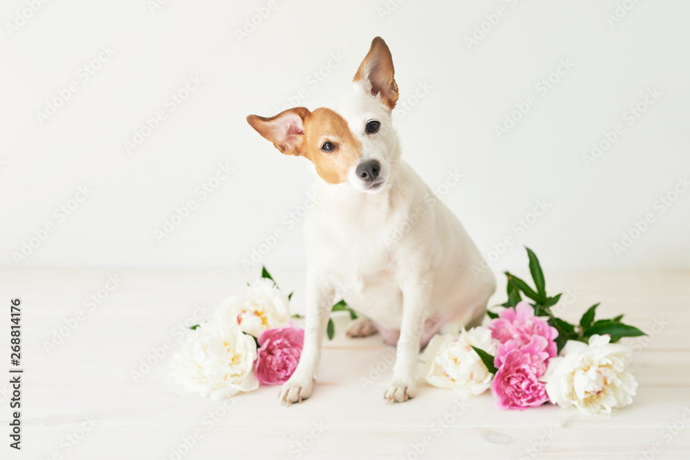 Jack Russell Terrier dog with peonies sitting on a white background