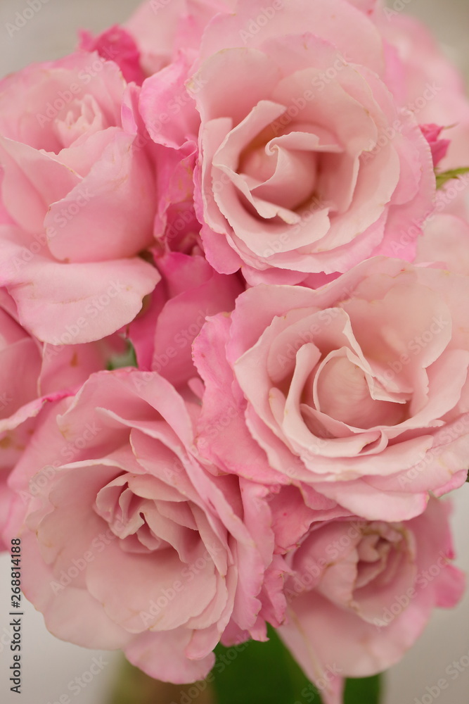 ピンクの薔薇の塔 ピンクの薔薇の塔
