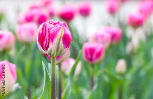 Fototapeta Naklejka Na Ścianę i Meble -  Beautiful tulip flower outdoors on spring day