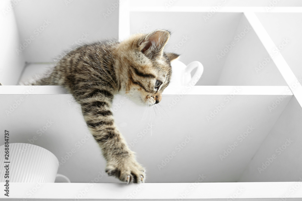 Cute funny kitten on kitchen shelf