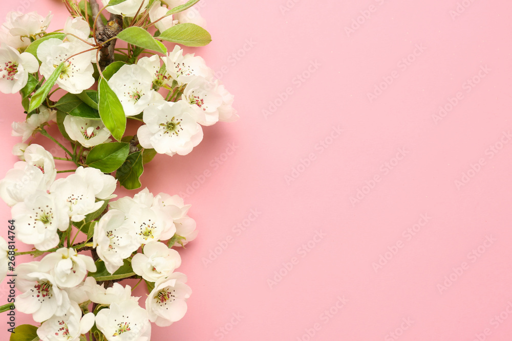 Beautiful blooming branch on color background
