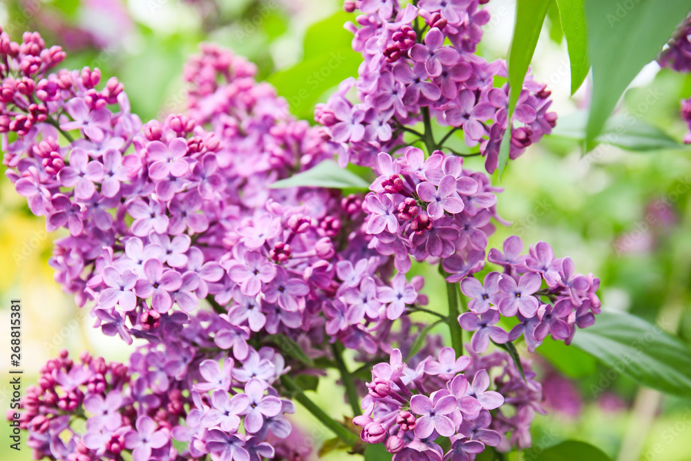 Blossoming lilac outdoors on spring day