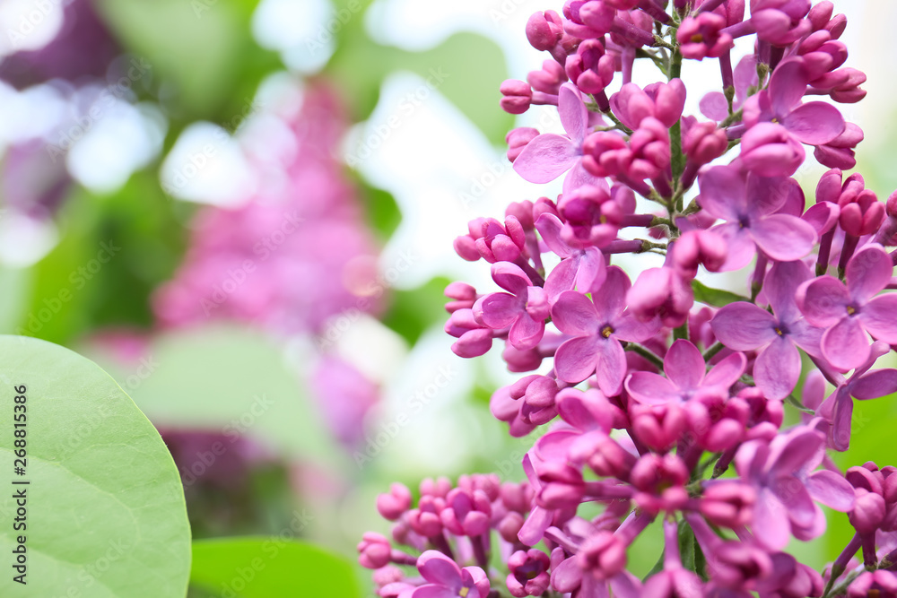Blossoming lilac outdoors on spring day Blossoming lilac outdoors on spring day