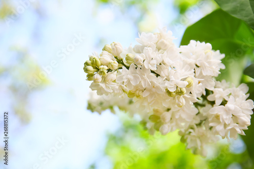 Blossoming lilac outdoors on spring day © Pixel-Shot