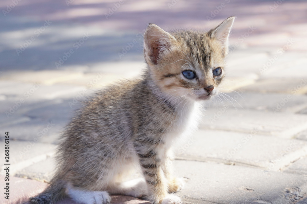 Closeup of wild kitten in the street