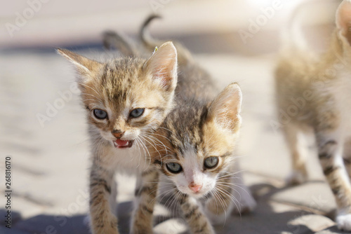 Photography Closeup of wild kitten in the street