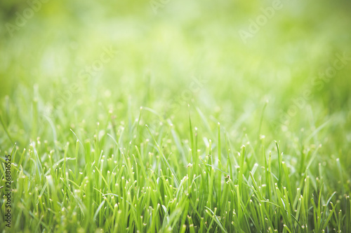 Fresh green grass summer background