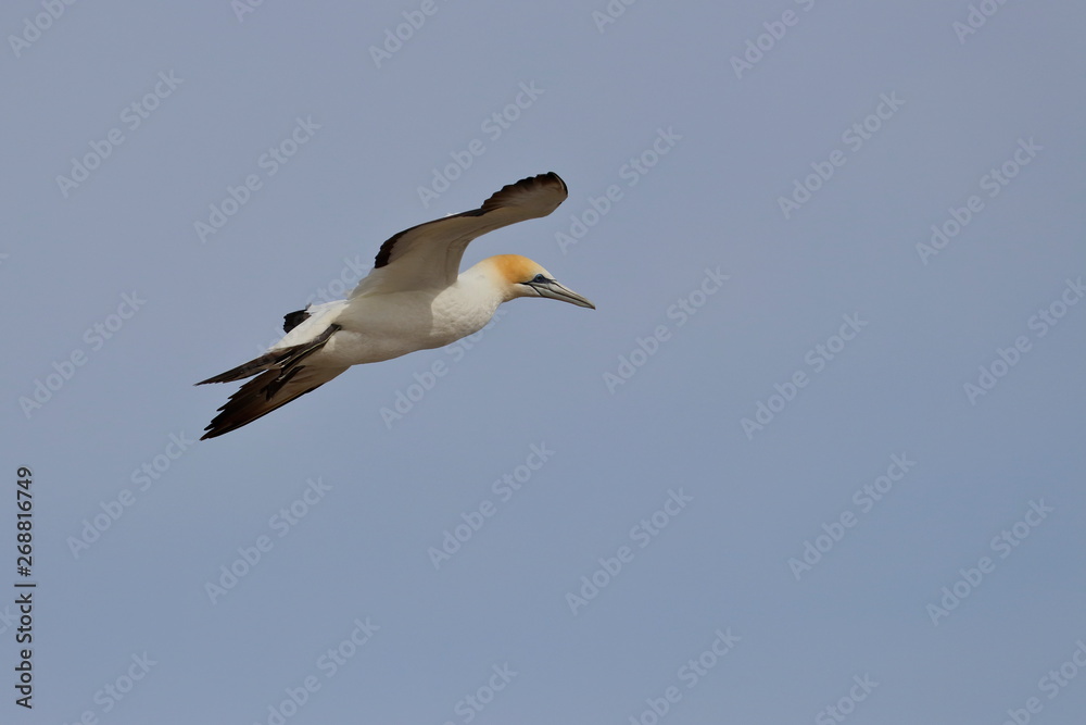 australasian gannet