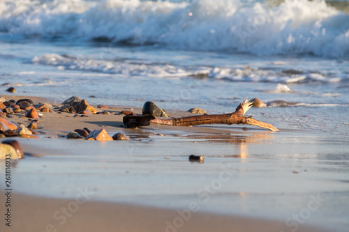 Tree branches washed ashore on a pebbles beach at Las Flores, Maldonado, Uruguay