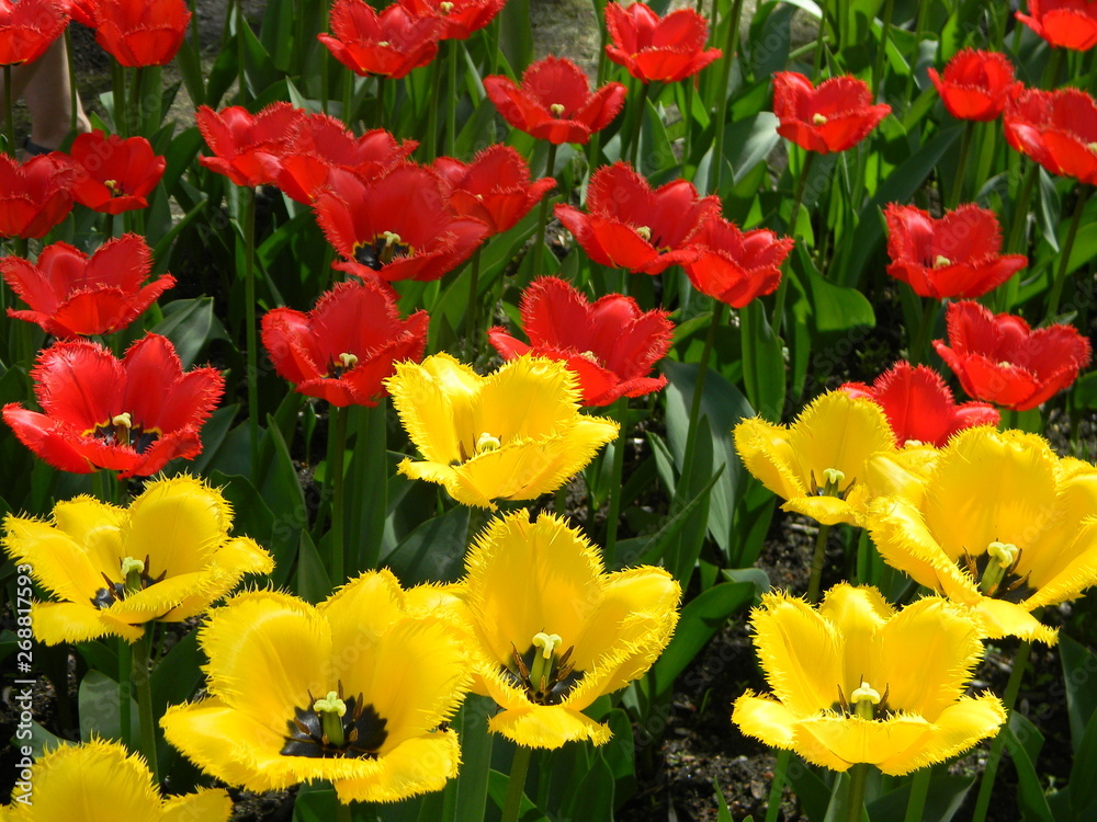 A wild multycolored tulip flowers in a grass. Colors flower natural background