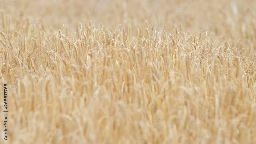 Wheat ears are slowly moving in the summer wind. Nature is really fascinating. Wheat ears are slowly moving in the summer wind. Nature is really fascinating.