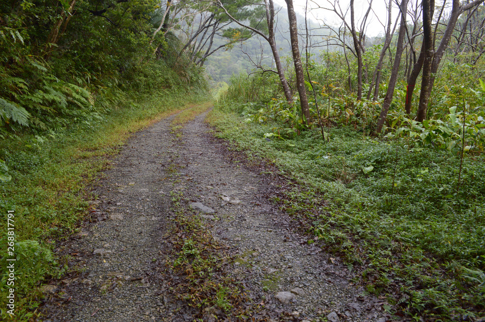 Fototapeta premium 森へと続く轍のある一本道